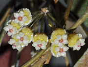 Hoya peninsularis (Hoya sp. SR 2009-003 Perak (Malaysia)