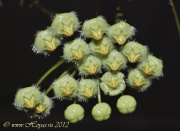 Hoya mirabilis clone B