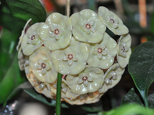 Hoya danumensis subsp. amarii