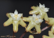 Hoya surigaoensis 
