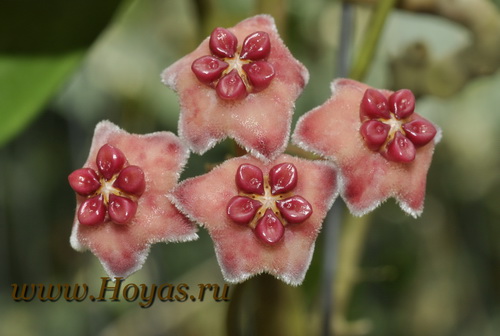 Hoya diversifolia 