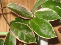 Hoya carnosa cv. `Tricolor`