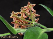 Hoya densifolia dark form