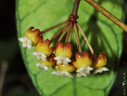 Hoya callistophylla UT-158