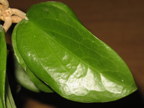 Hoya crassicaulis 