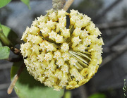Hoya incrassata ssp. macgregorii