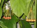 На этом фото очень хорошо видно различие в расцветке бутонов этих клонов. Бутоны Hoya lasiantha (Malasia) значительно темнее.