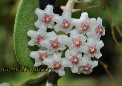 Hoya nummularioides 