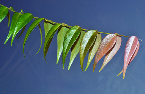 Hoya leucantha