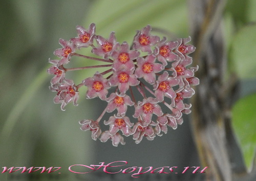 Hoya camphorifolia 