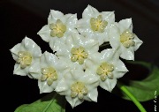 Hoya narcissiflora