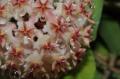   Hoya erythrostemma (light pinkish corona)