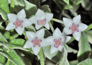 Hoya lanceolata ssp. bella albomarginated