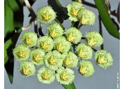 Hoya mirabilis clone B