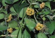 Hoya heuschkeliana ssp. cajanoae