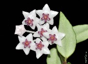 Hoya lanceolata ssp. bella