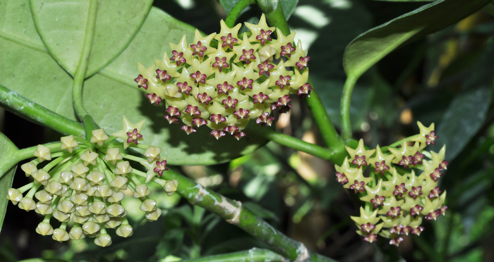 Hoya fusca в естественной среде обитания.