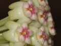 Hoya sp. (#223 AsiaticaNursery)