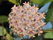 Hoya erythrostemma (light pinkish corona)