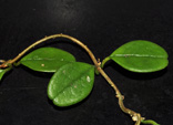 Hoya uniflora