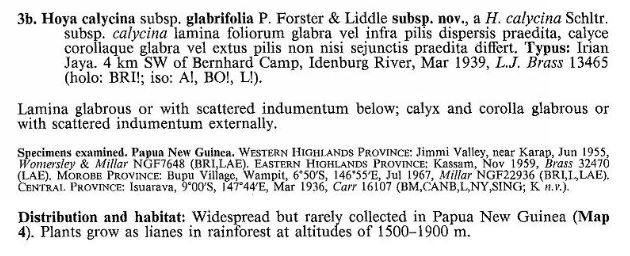 Hoya calycina subsp. glabrifolia