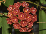 Hoya blashernaezii subsp. siariae 