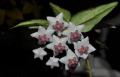 Hoya lanceolata ssp. bella Luis Buis