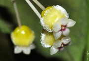 Hoya peninsularis