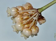 Hoya crassipetiolata VN (splash form)