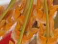 Hoya lasiantha