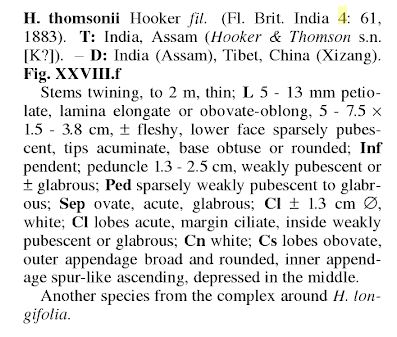 Hoya thomsonii 