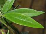 Hoya chlorantha var. tutuilensis