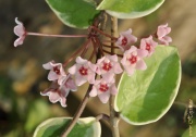 Hoya carnosa cv. Tricolor