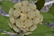 Hoya cystiantha