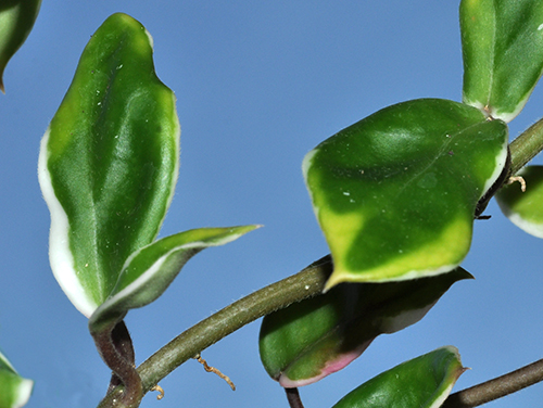 Hoya carnosa 'Holliana'