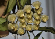 Hoya mirabilis clone A