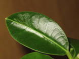 Hoya obtusifolia 