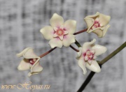 Hoya naumannii