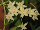 Hoya cagayanensis
