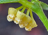 Hoya corymbosa
