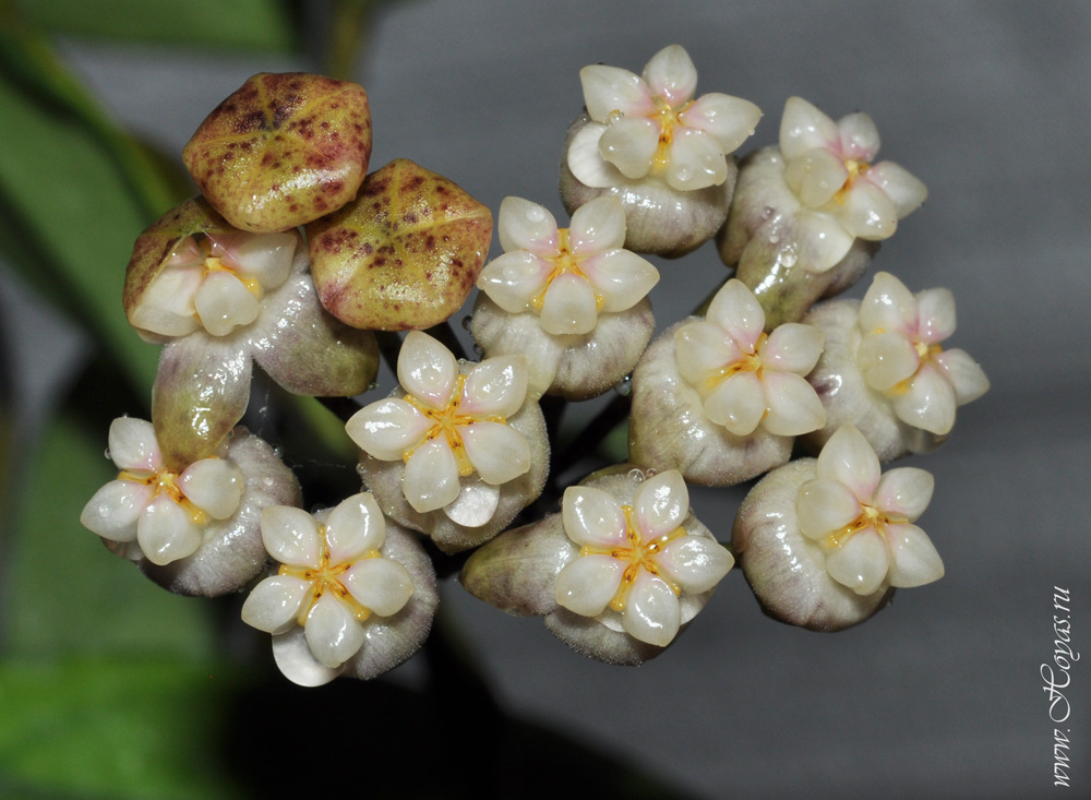 Хойя crassipetiolata фото и описание