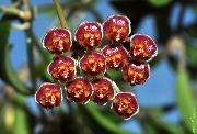 Hoya sp. PG-04