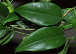 Hoya tannaensis