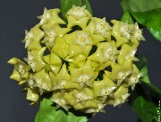 Hoya sp. Sulawesi