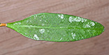 Hoya fauziana ssp. fauziana