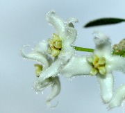 Hoya sp. Im-08