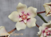 Hoya naumannii