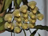 Hoya mirabilis 