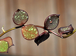 Hoya curtisii subsp. collariata 