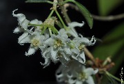 Hoya sp. Im-08